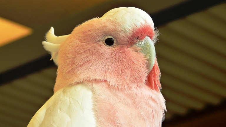 Major Mitchell Cockatoo